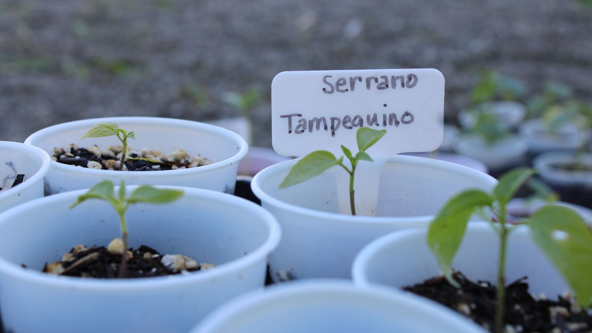 Close-up of Jenn's plants